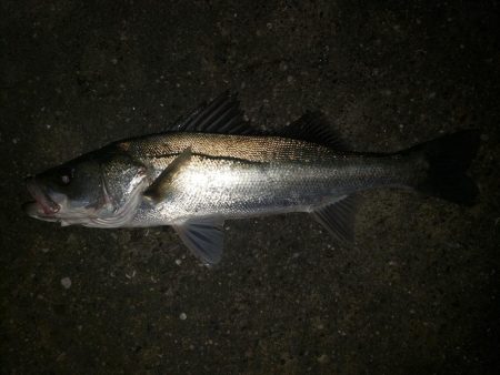 夜練釣行