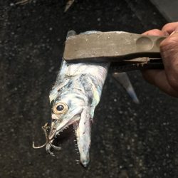 朝マズメの太刀魚釣り