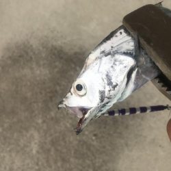 朝マズメの太刀魚釣り