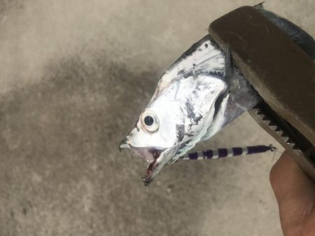 朝マズメの太刀魚釣り