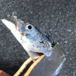 朝マズメの太刀魚釣り