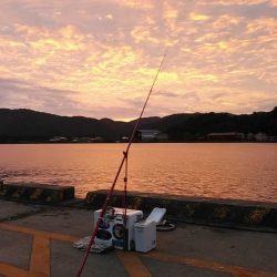 津居山漁港のキス調査