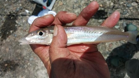 高砂港のキス調査