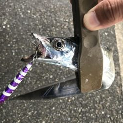 朝マズメの太刀魚釣り