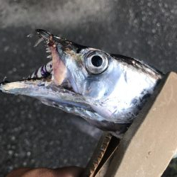 朝マズメの太刀魚釣り