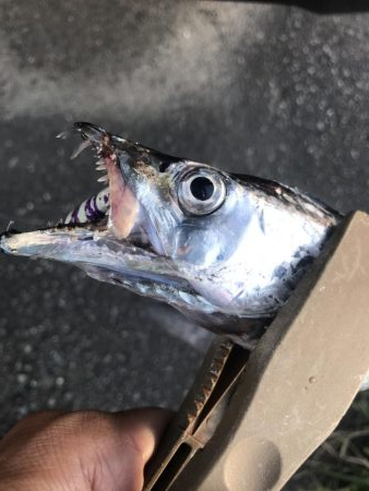 朝マズメの太刀魚釣り