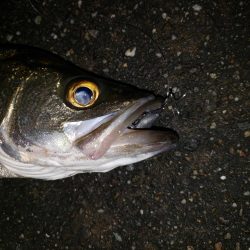 朝練釣行