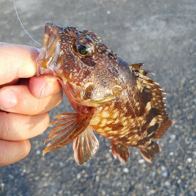 小さいアコウ釣れました