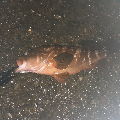 出ましたアコウ自己新41cm