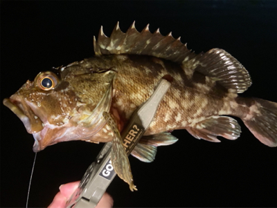 久々の釣行、癒しのガッシー