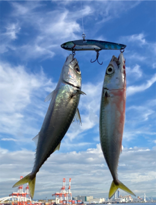 鯖ナブラから鯖無限城再び。。。