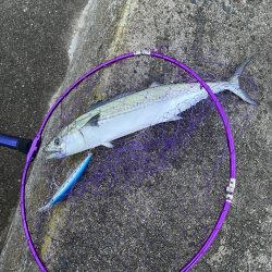 青物釣り