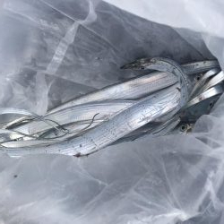 朝マズメの太刀魚釣り