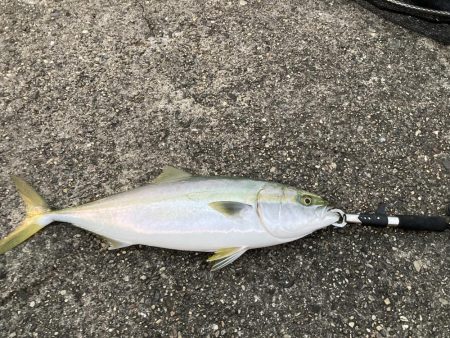 青物釣り