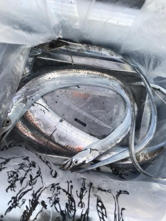 朝マズメの太刀魚釣り