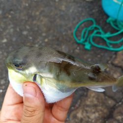 日本海キス釣り
