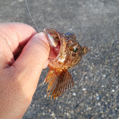 小さいアコウ釣れました