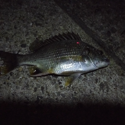 のんびり夜釣り