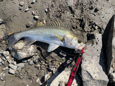 今年の夏初めての真昼間釣行