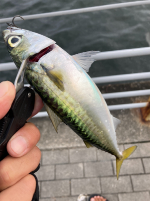 水質クリアなるも水潮っぽく。朝イチの中鯖のみ。。