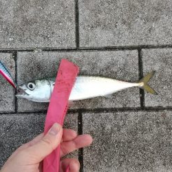 太刀魚リベンジ