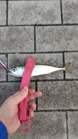 太刀魚リベンジ