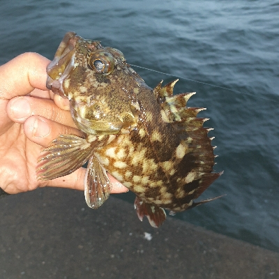 出ましたアコウ自己新41cm