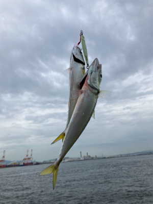 気温下がるも湾奥コスモは変わらず鯖だらけ。。