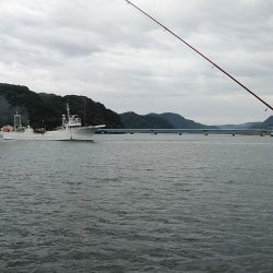 津居山漁港のキス調査