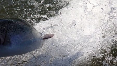 フィッシングレイクたかみや 釣果