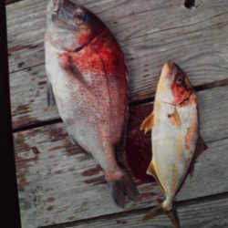 こかわ渡船　雅丸 釣果