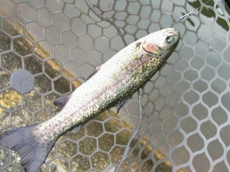 平谷湖フィッシングスポット 釣果