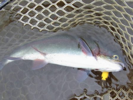 平谷湖フィッシングスポット 釣果