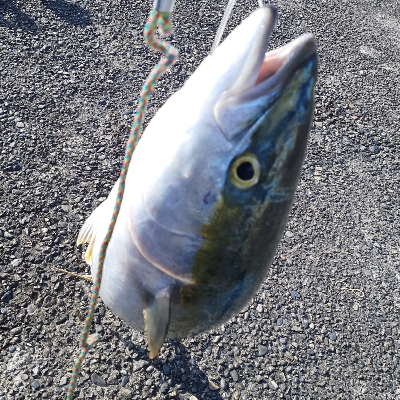 久しぶりの太刀魚