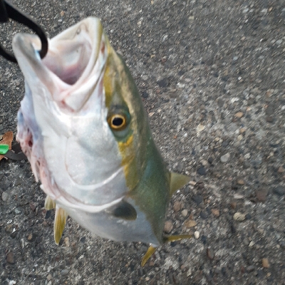 青物、太刀魚釣れてます!