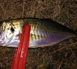 関東 アジ 陸っぱり 釣り 魚釣り 釣果情報サイト カンパリ