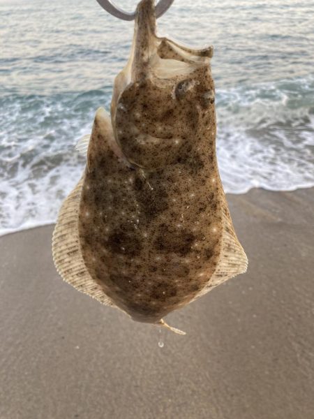 ヒラメが釣れた