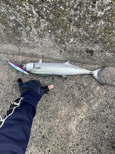 ダイワとシマノのリールでサゴシ釣ってみた