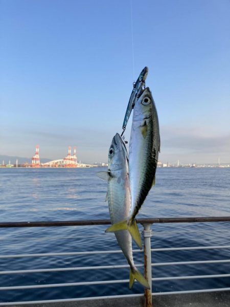 青物っ気からの超鯖無限城。。