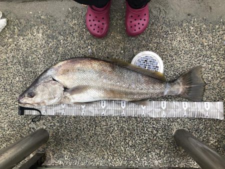 初御前崎サーフ 静岡県 御前崎 ショアジギング ニベ 陸っぱり 釣り 魚釣り 釣果情報サイト カンパリ