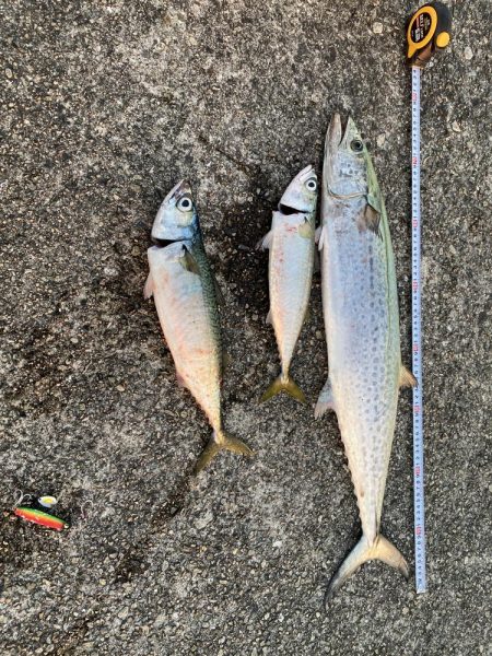 沖堤防にて大サバと今年初の鰆