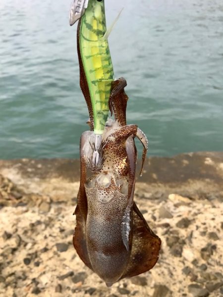 朝まずめ短時間エギング