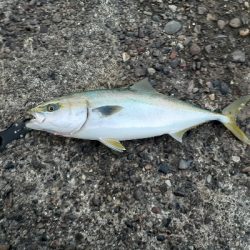 青物、太刀魚釣れてます!