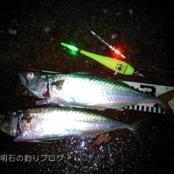 大サバとサヨリ爆釣！