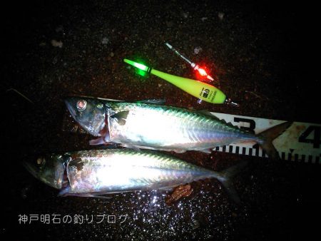 大サバとサヨリ爆釣！