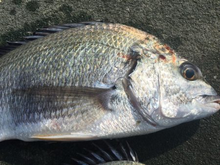 ぶっ込み釣り