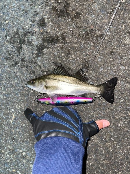 ダイワとシマノのリールでサゴシ釣ってみた