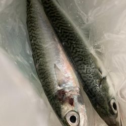 太刀魚・青物