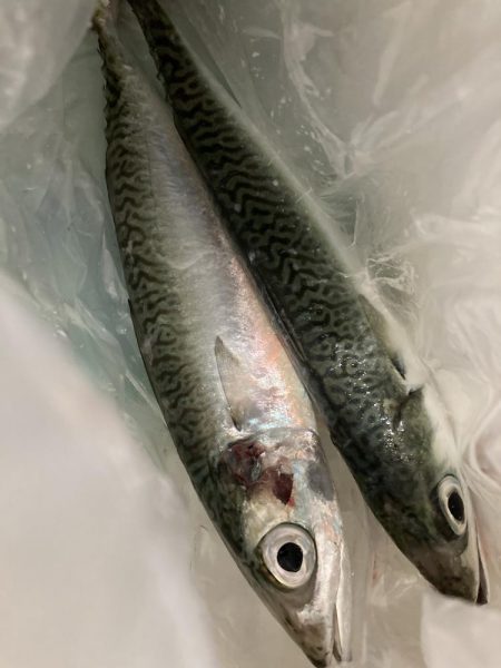 太刀魚・青物