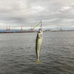 雨上がりに期待するも朝イチ鯖高活性のみw